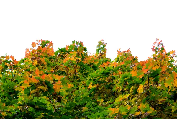 Yeşil ve sarı akçaağaç yaprakları — Stok fotoğraf