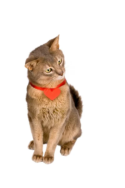 Cat wearing red heart on ribbon — Stock Photo, Image