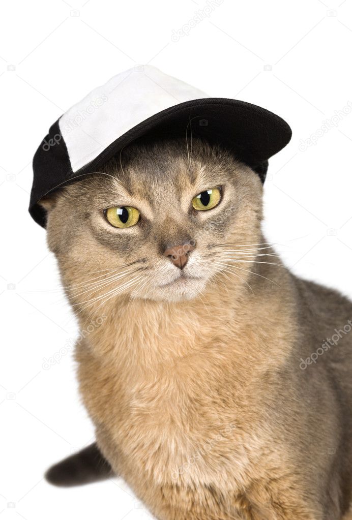 Cat in baseball cap