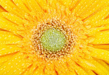 Makro sarı gerbera