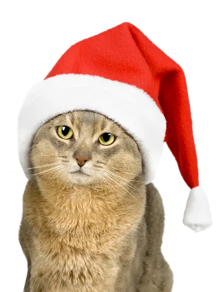 Cat in Santa Claus hat isolated on wh — Stock Photo, Image