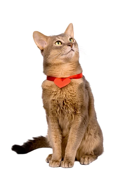 Cat wearing red heart on ribbon — Stock Photo, Image
