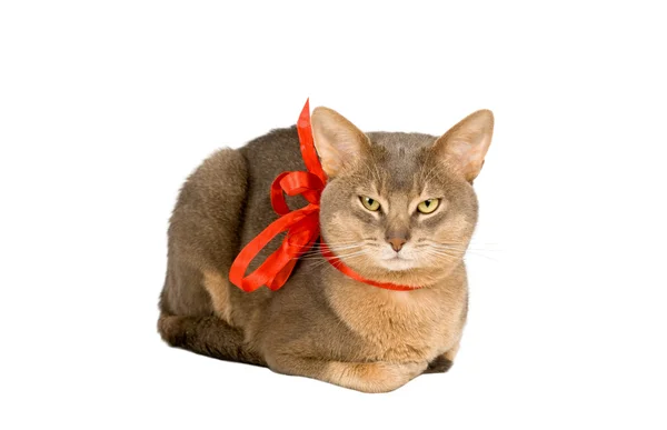 Katze trägt rote Schleife — Stockfoto