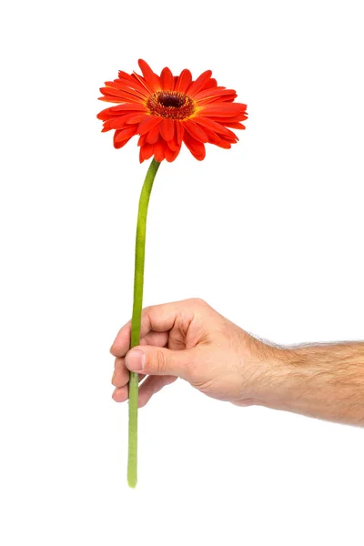 stock image Red gerbera in male hand