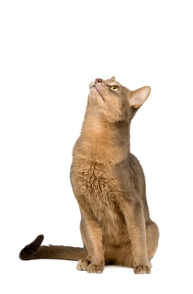 Abessinier-Katze blickt gespannt nach oben — Stockfoto