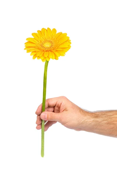 Stock image Yellow gerbera in male hand