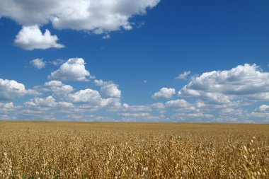 Golden oat field over blue sky 2 clipart