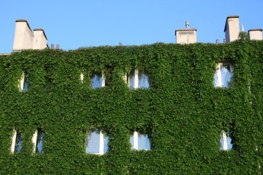 House fully covered by ivy creeper clipart