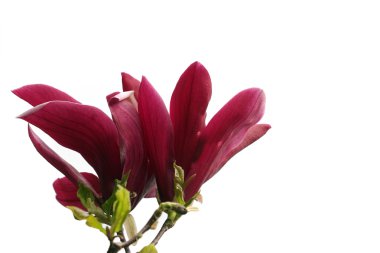 Magnolia flower isolated on white clipart