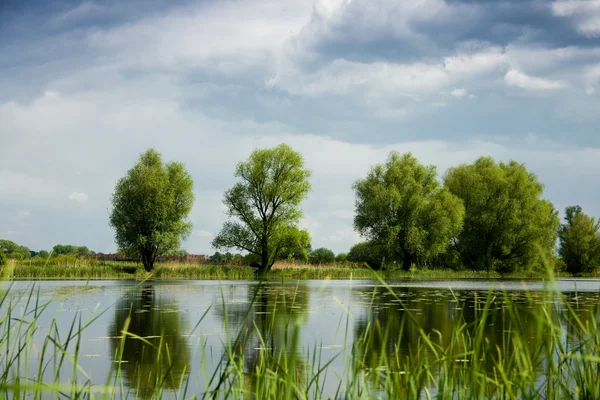 Grüne Bäume über dem See — Stockfoto