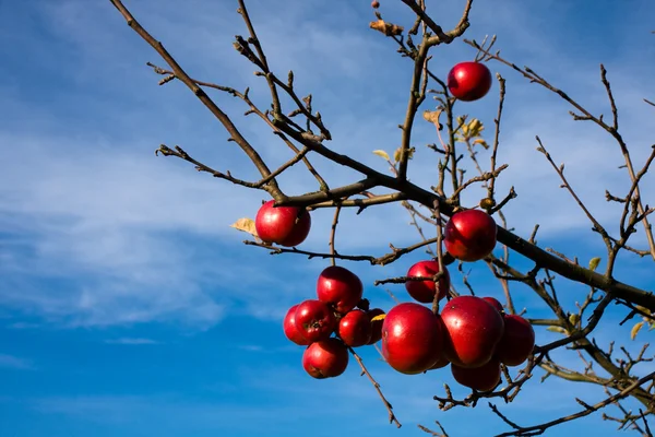 Красные яблоки над голубым небом — стоковое фото