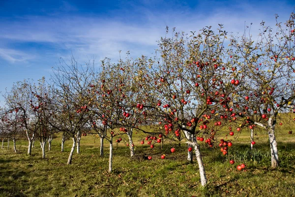 Красные яблони — стоковое фото