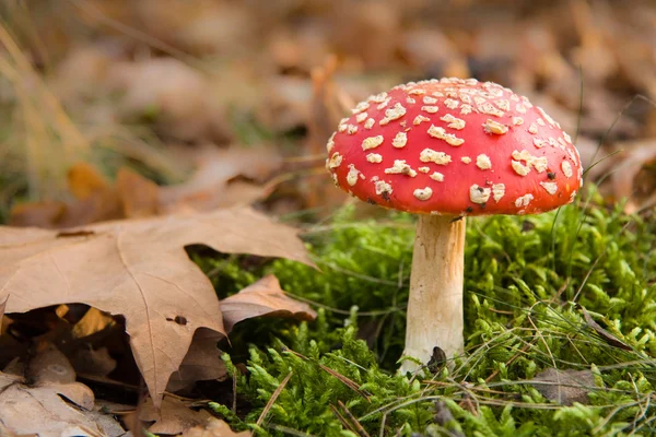 在秋天的森林中的危险红色毒菌 — 图库照片