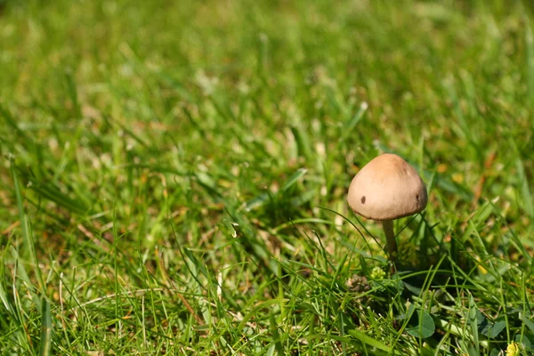 有毒蘑菇 — 图库照片