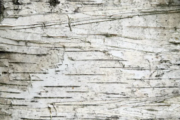 白桦树皮背景 — 图库照片
