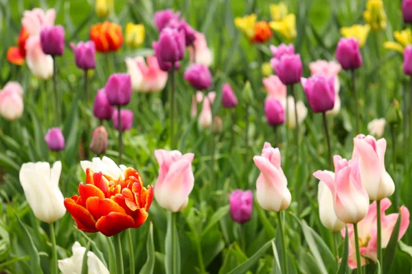 Farverige tulipaner - Stock-foto