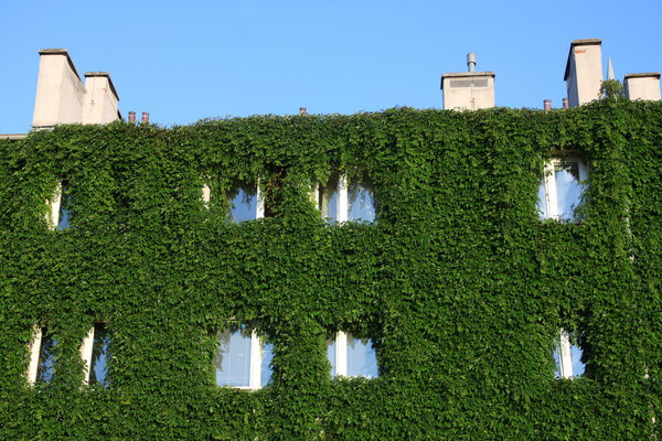 House fully covered by ivy creeper