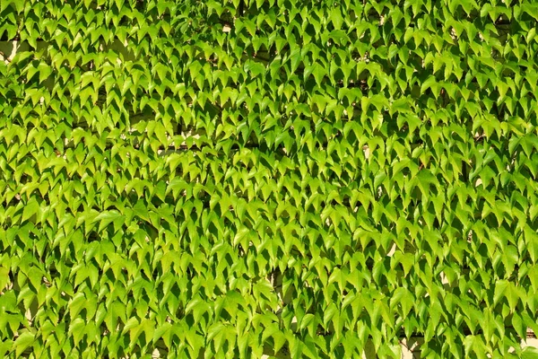 Borostyán zöld levelek háttér — Stock Fotó