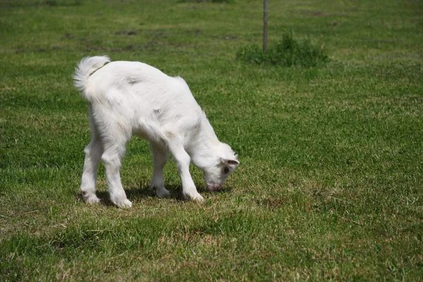 Stock image Little goat eating grass