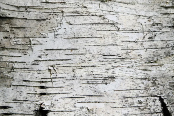 자작나무 껍질 배경 — 스톡 사진
