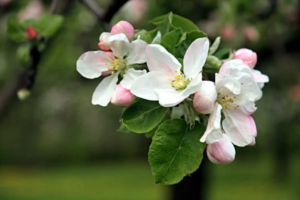 Äppelblom på våren — Stockfoto