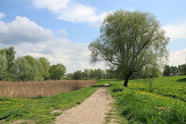 Landweg im Frühjahr — Stockfoto