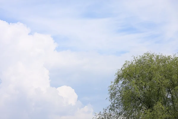 Yeşil ağaç ve mavi gökyüzü — Stok fotoğraf