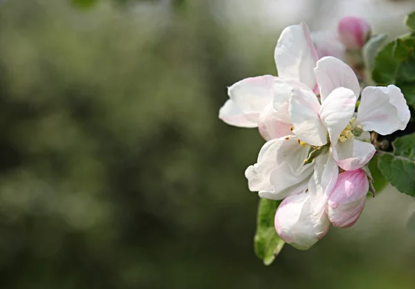 ดอกแอปเปิ้ลในฤดูใบไม้ผลิ — ภาพถ่ายสต็อก