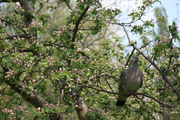 Holub na kvetoucí strom — Stock fotografie