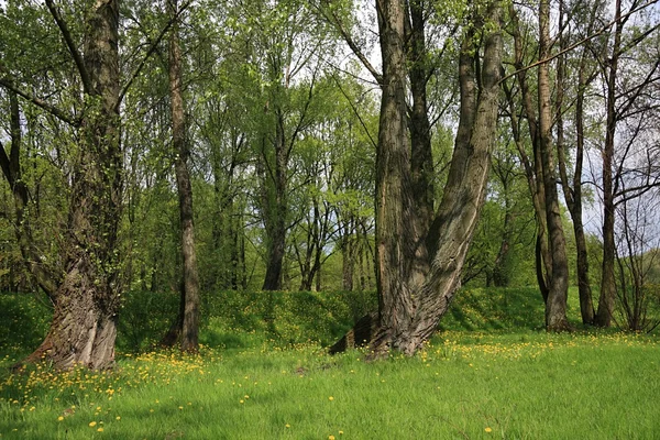ต้นไม้ในป่าในฤดูใบไม้ผลิ — ภาพถ่ายสต็อก