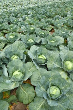 Cabbage field clipart