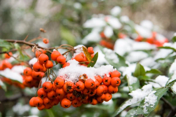 Üvez meyveleri ilk kar — Stok fotoğraf