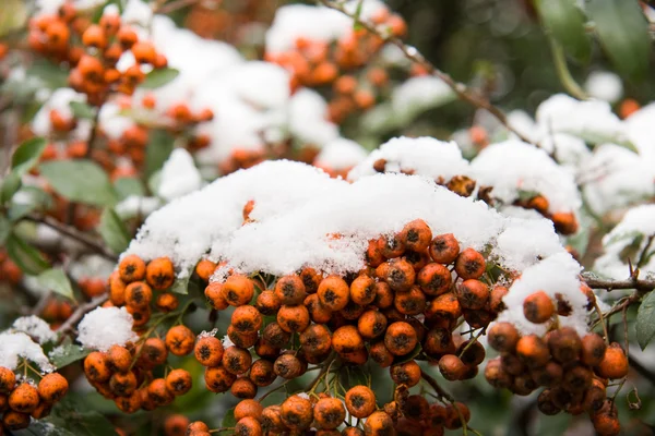 First snow on rowan berries — Stock Photo, Image