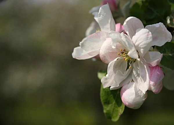 ดอกแอปเปิ้ลในฤดูใบไม้ผลิ — ภาพถ่ายสต็อก