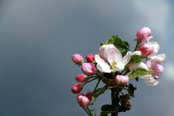 Blossoming apple agains dark sky — Stock Photo, Image