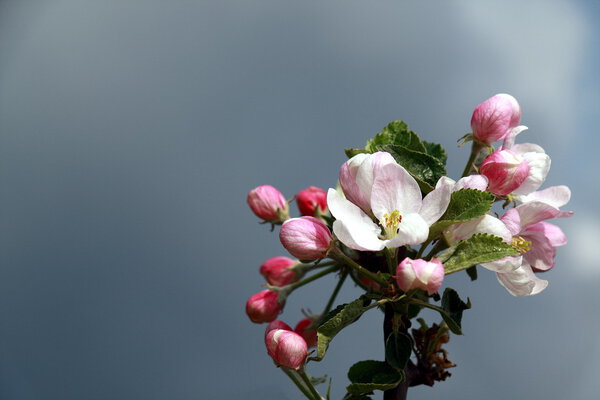 Blossoming apple agains dark sky