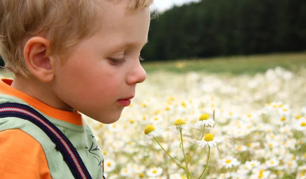3 Jahre Junge auf dem Gänseblümchenfeld — Stockfoto
