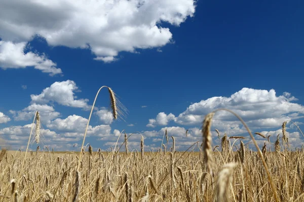 Altın buğday alan üzerinde mavi gökyüzü — Stok fotoğraf