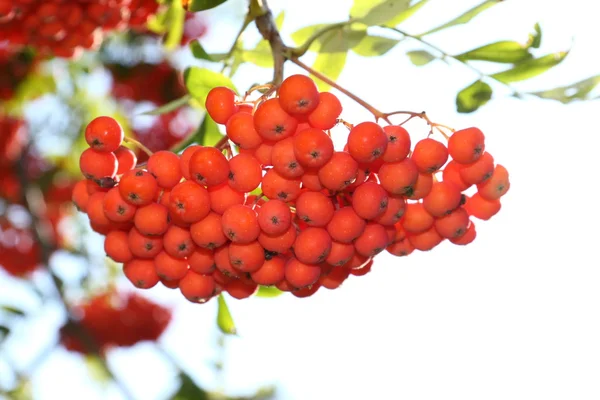 Суничні ягоди на дереві — стокове фото