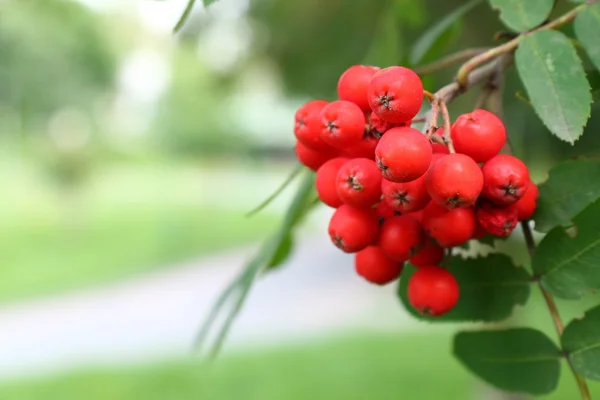 Ripe rowan berries on a tree — Stock Photo, Image