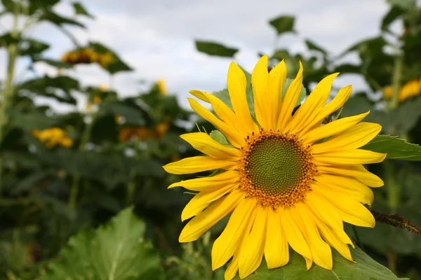 Single sunflower ,on sunflowers field — Stock Photo, Image