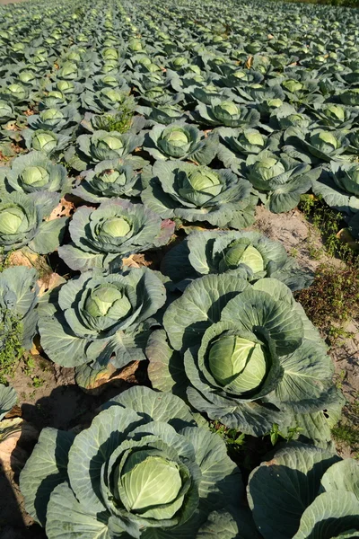 Stock image Cabbage field