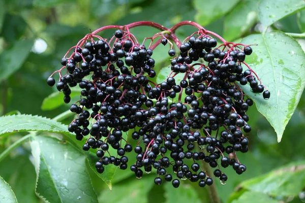 검은 elderberry — 스톡 사진