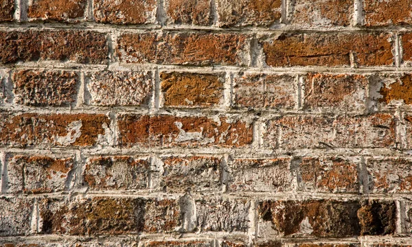 Grunge brique fond de mur — Photo