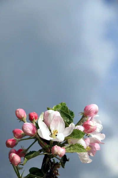 Blossoming apple against dark sky — Stock Photo, Image