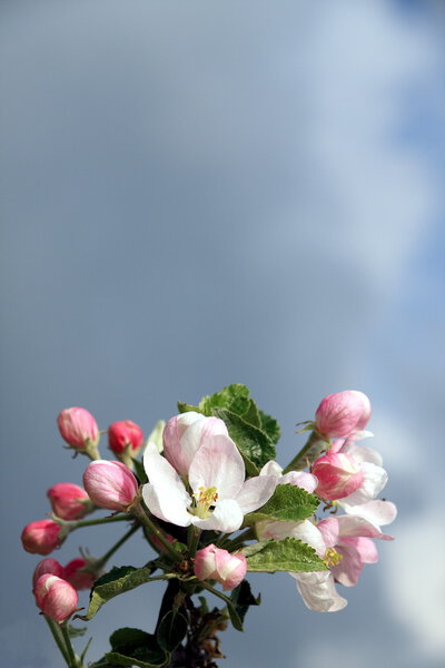 Blossoming apple against dark sky