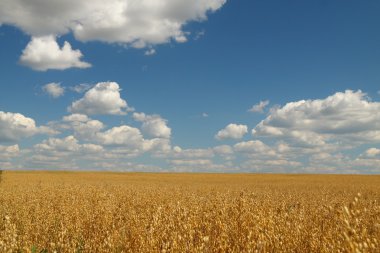 Golden oat field over blue sky clipart