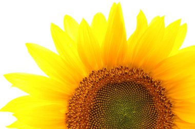 Single sunflower isolated over white clipart