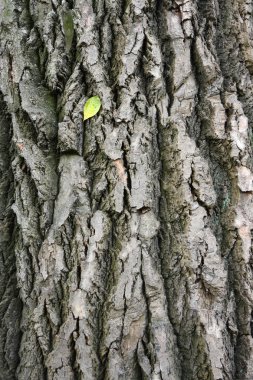 Single leaf on a tree bark clipart