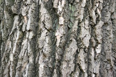 Old tree bark - natural texture clipart